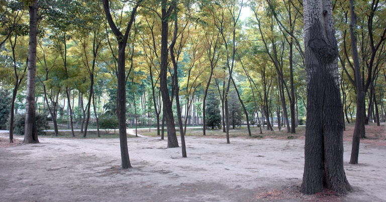 陳項老師との思い出の公園