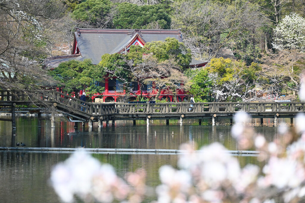 2025年の井の頭弁財天と桜