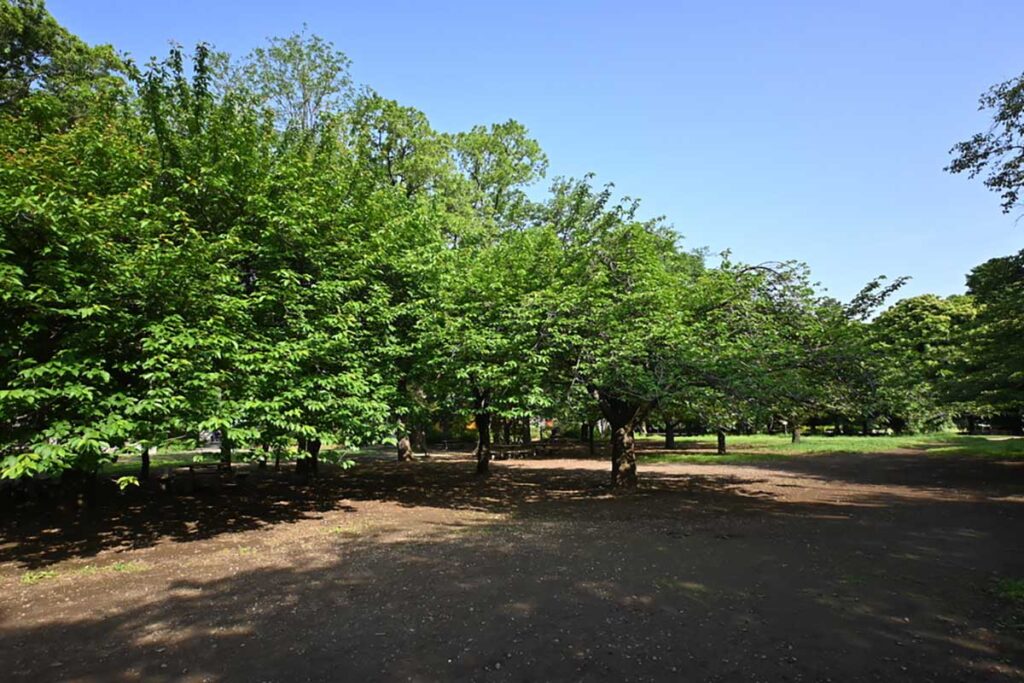 新緑の井の頭公園西園