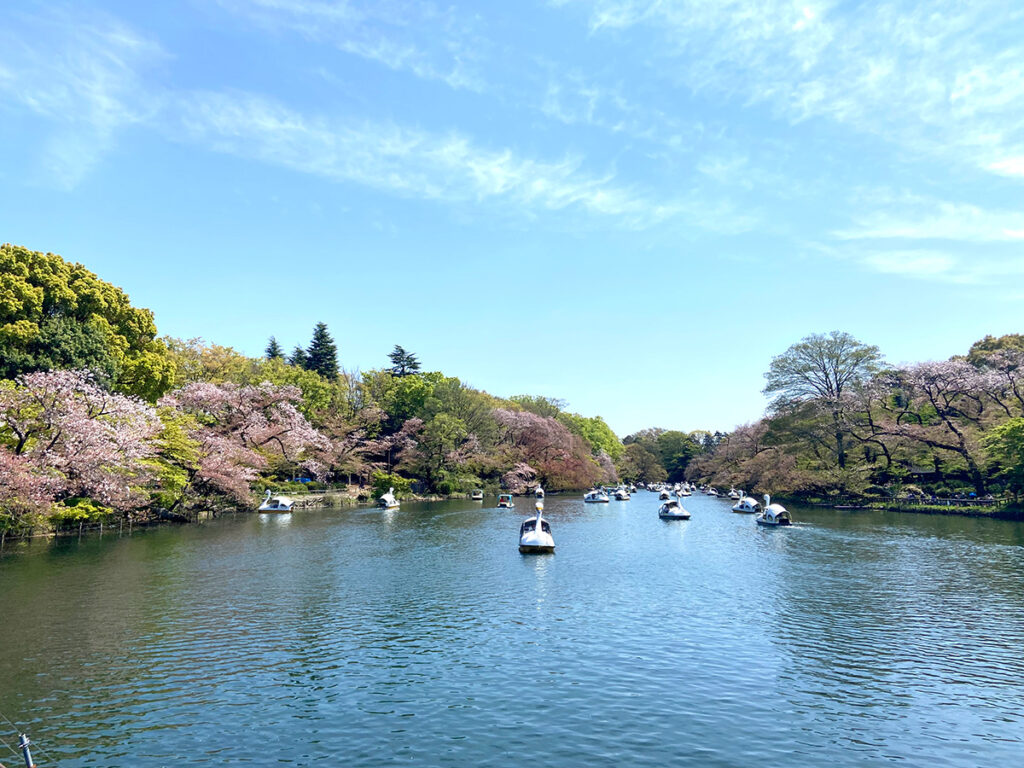 春の井の頭公園七井橋からの眺め