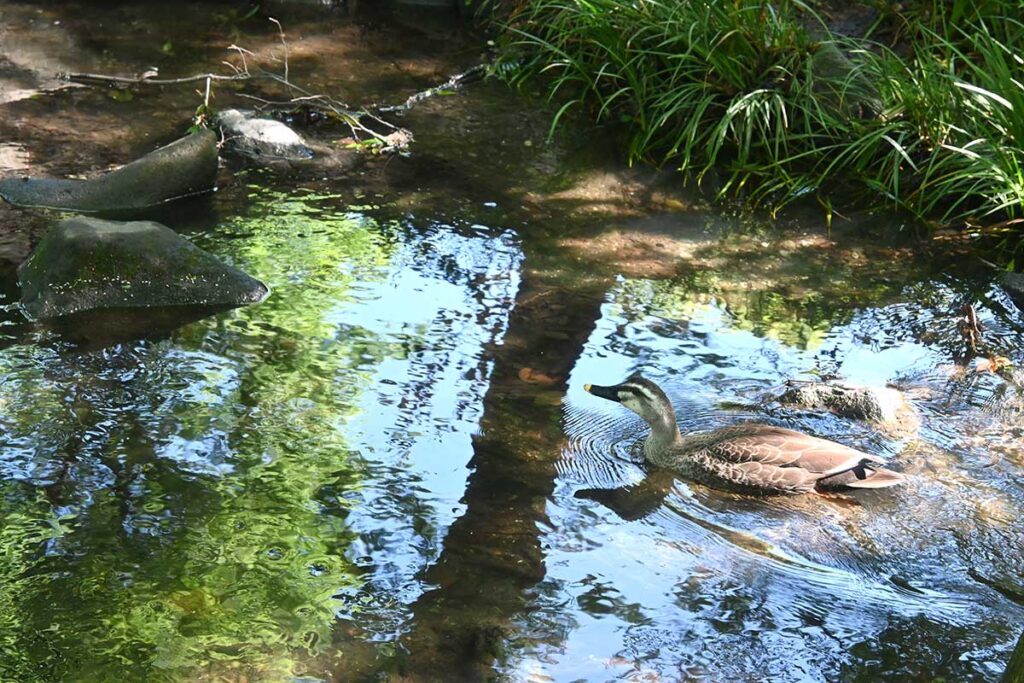 井の頭公園 三角広場 神田川で泳ぐカモ