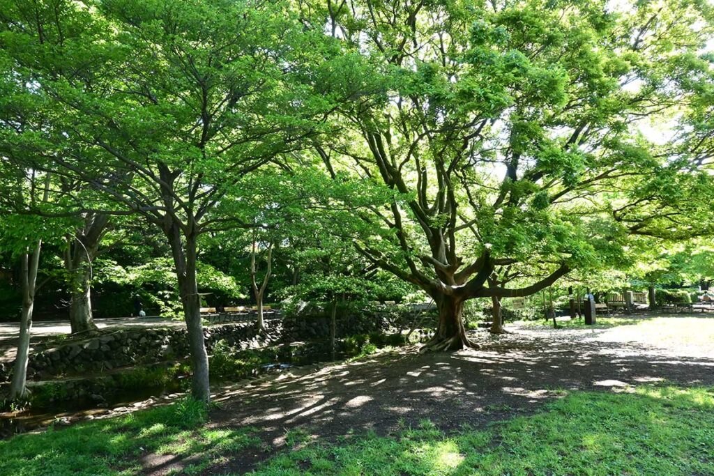 井の頭公園 三角広場 2025年5月