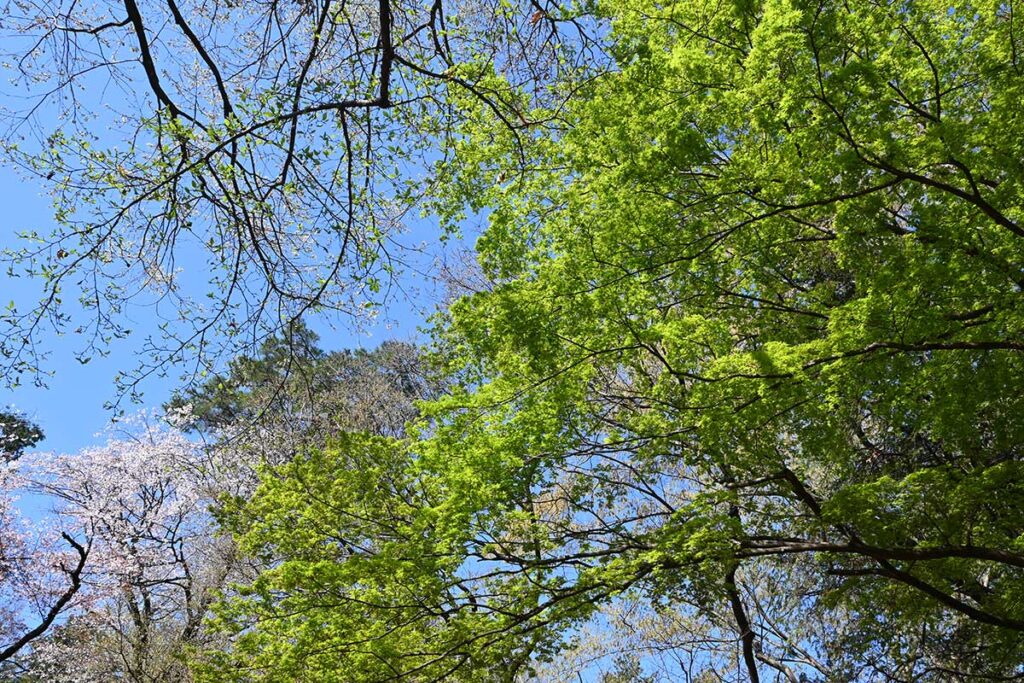 井の頭第二公園