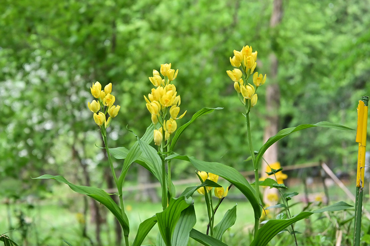 絶滅危惧種「キンラン」