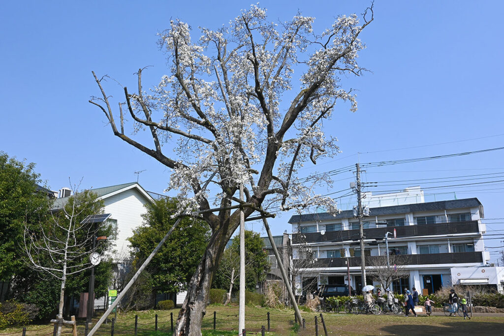 吉祥寺西公園のシンボルツリー「コブシ」