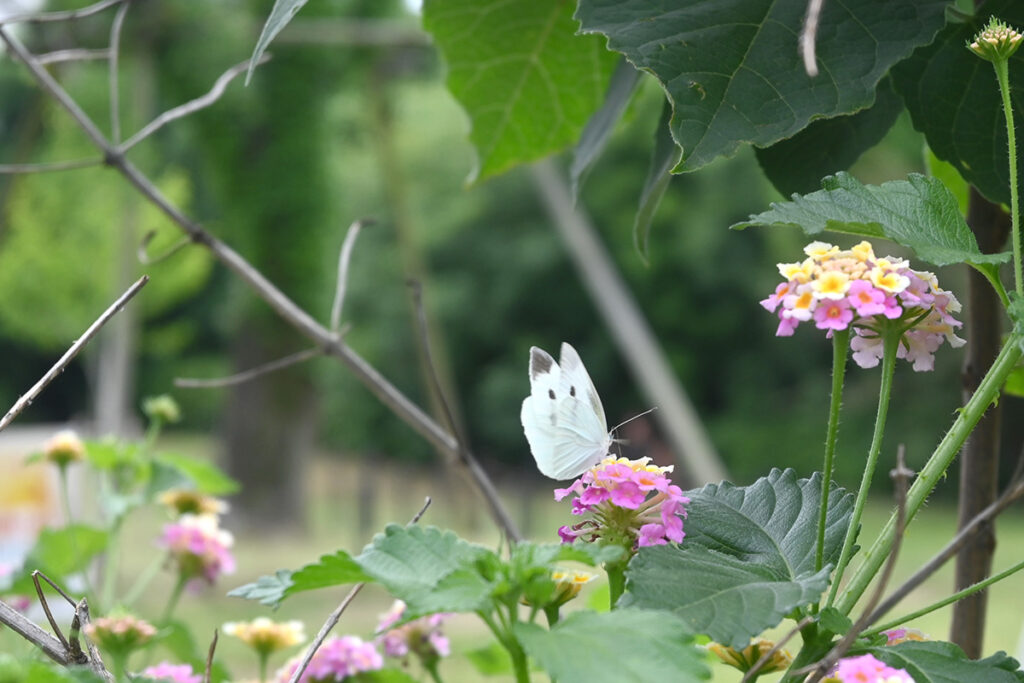 のどかな雰囲気