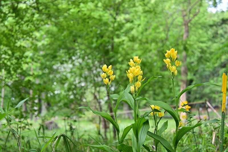 井の頭公園の野草