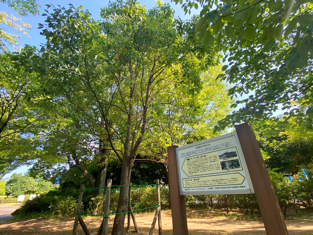 夏の武蔵野中央公園平和の木