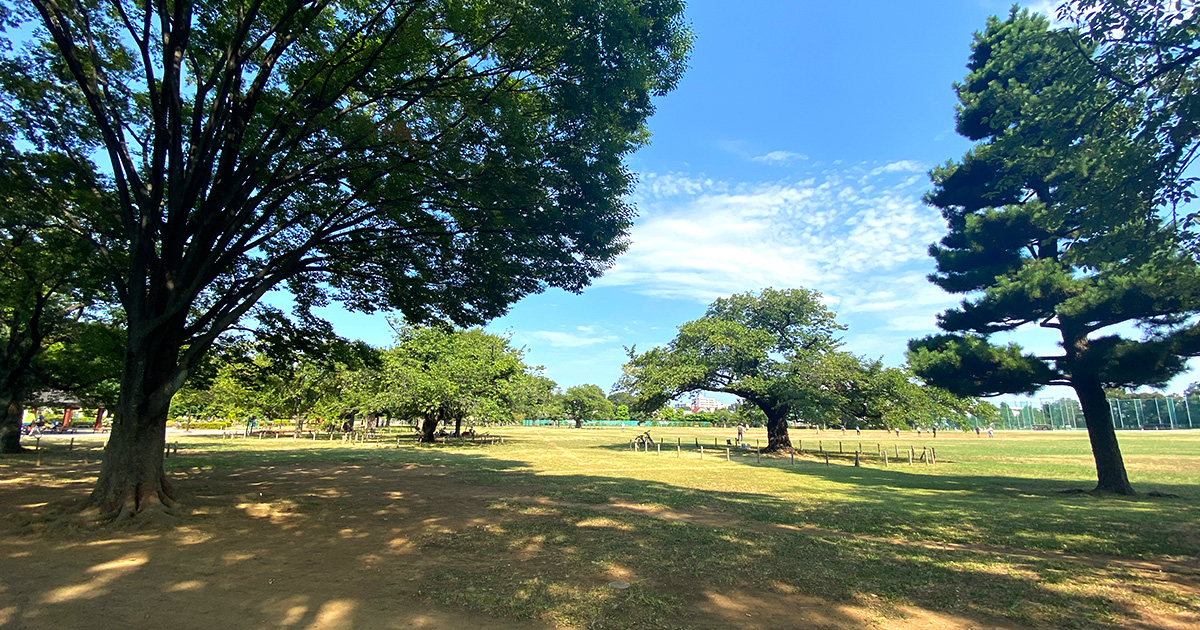 夏の武蔵野中央公園