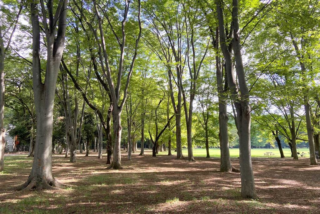 小金井公園「いこいの広場」