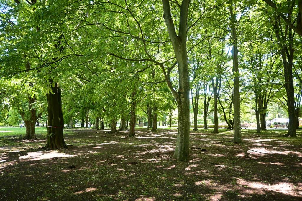 小金井公園「いこいの広場」