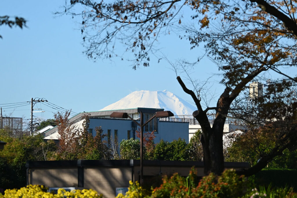 小金井公園から見る富士山
