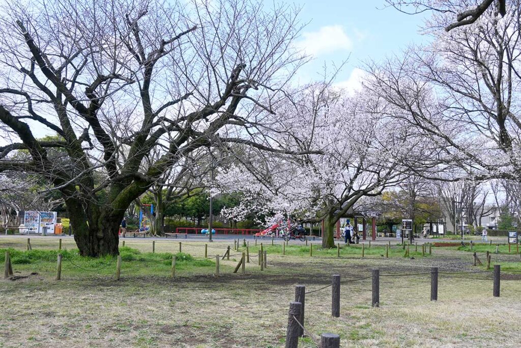桜の種類も豊富