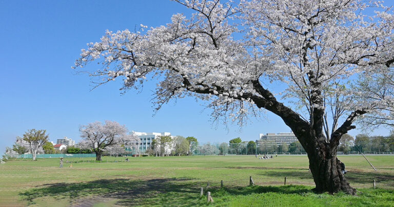 【武蔵野市】武蔵野中央公園