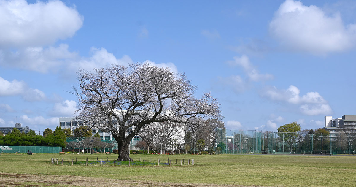 武蔵野中央公園