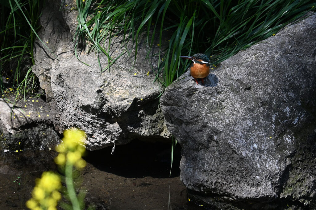 仙川のカワセミ