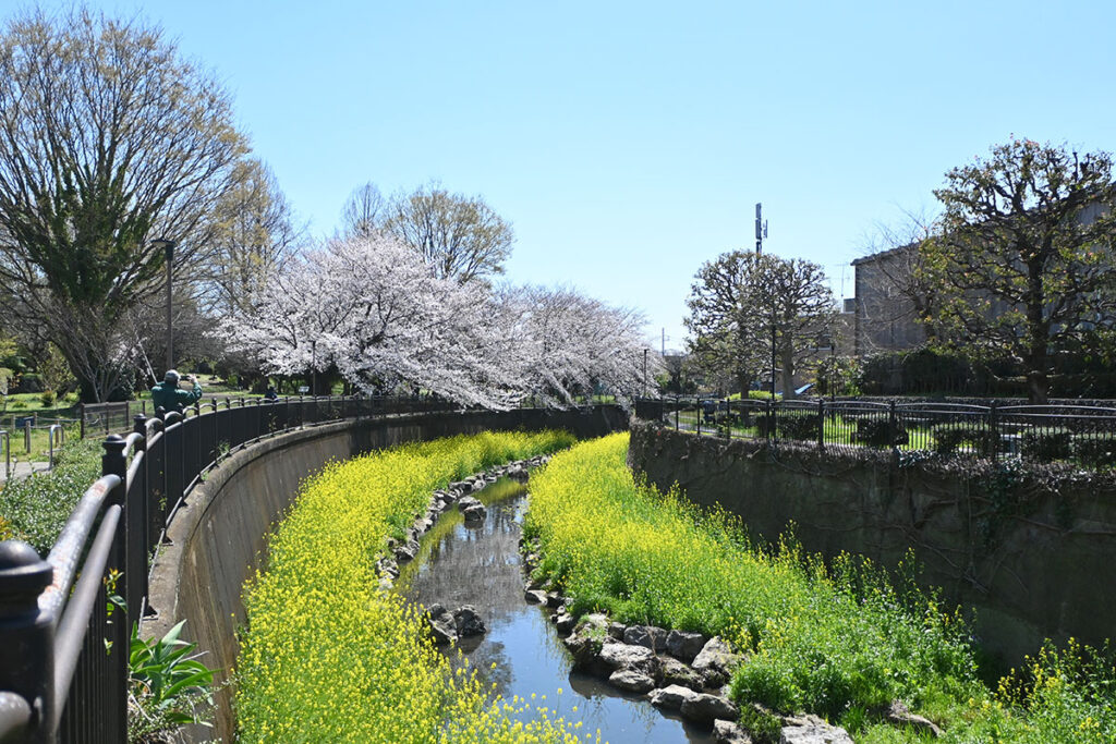 2025年 仙川の桜と菜の花
