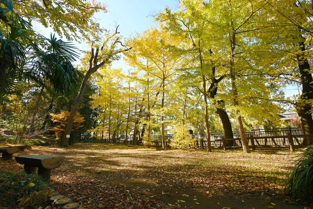 【三鷹市】天神山城跡のイチョウ