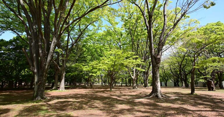 【渋谷区】代々木公園