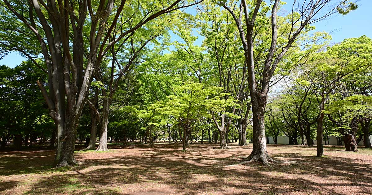 新緑の代々木公園