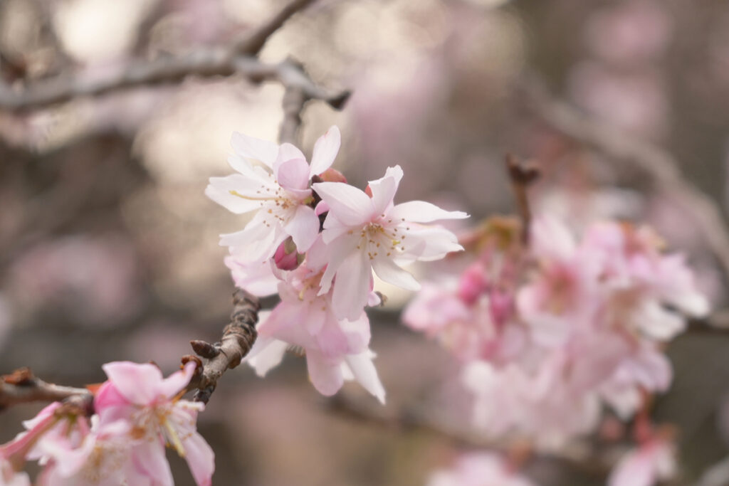 新宿御苑の十月桜