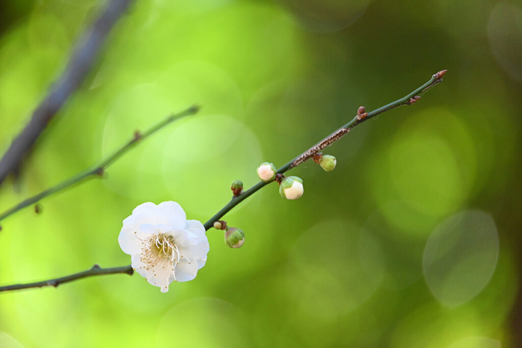 新宿御苑の梅の花