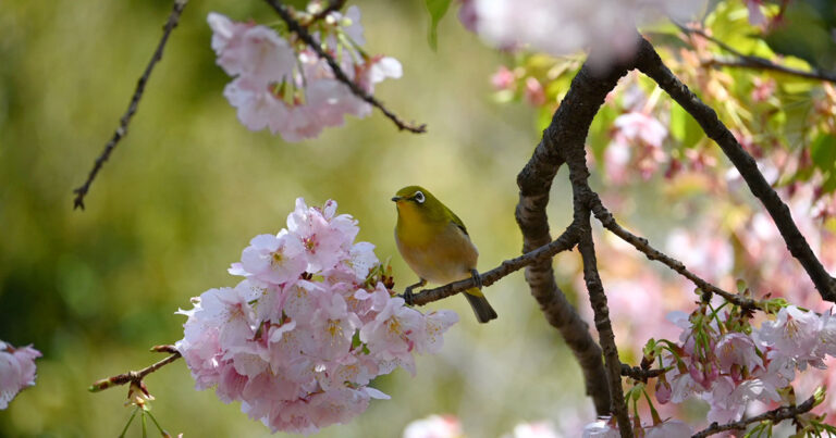 井の頭文化園の桜とメジロ