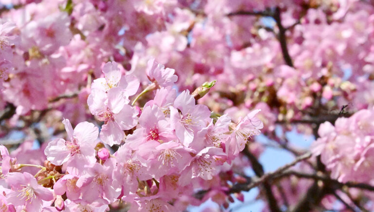 2024年の井の頭公園河津桜