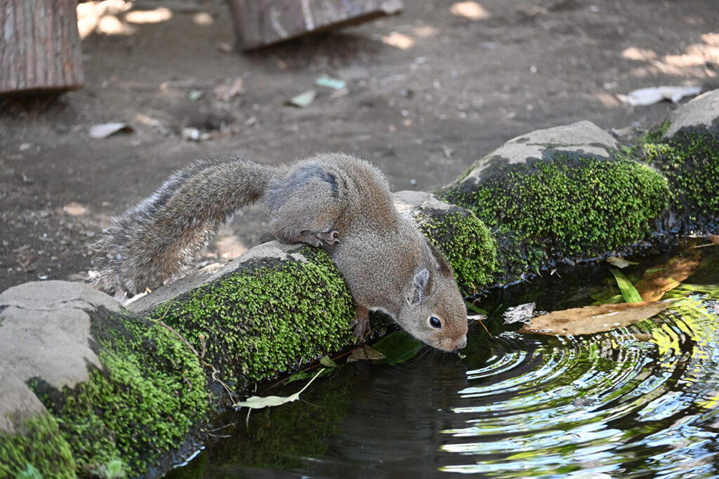 井の頭自然文化園で水を飲んでいるリス