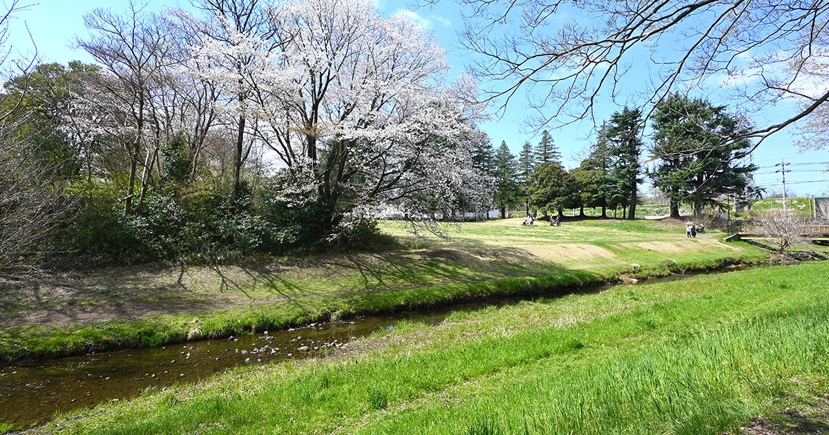 野川公園の桜