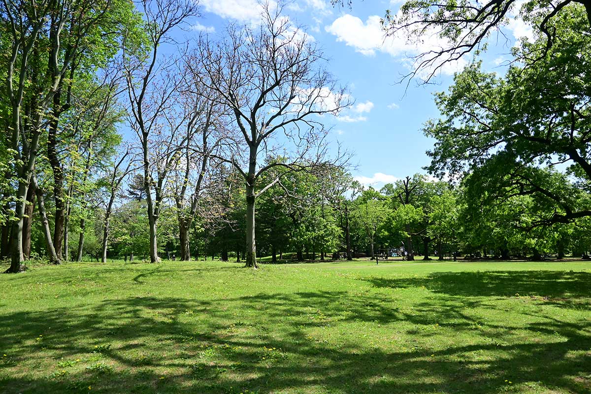 新緑の野川公園