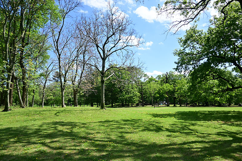 新緑の野川公園