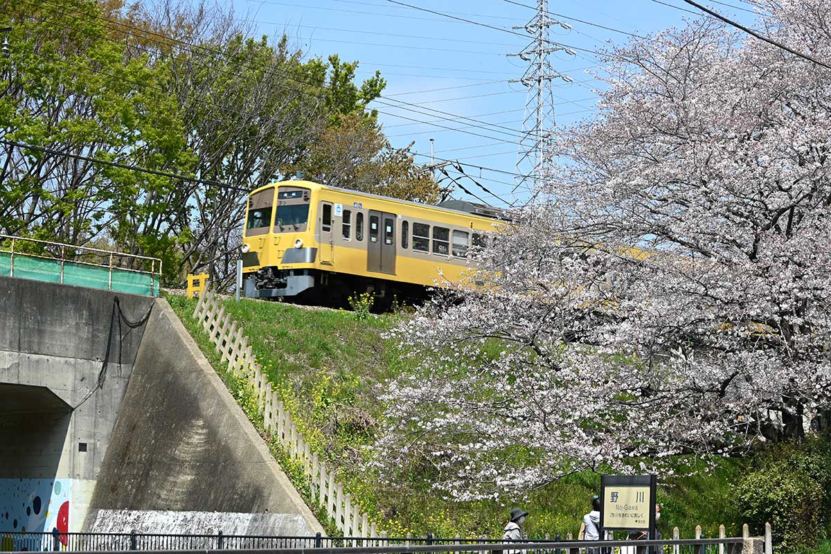 西武鉄道多摩川線と桜