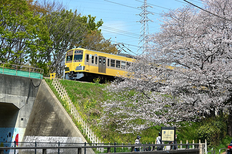 西武鉄道多摩川線と桜