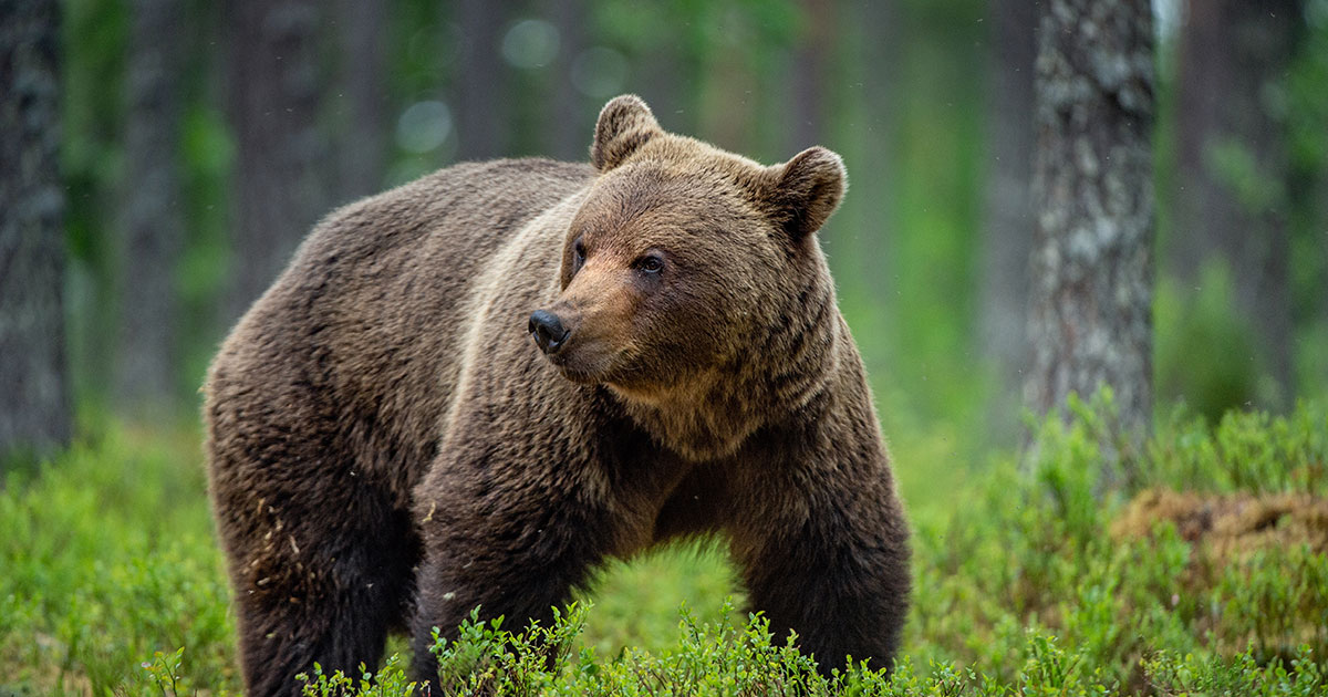 華佗五禽戯「熊戯」套路名称