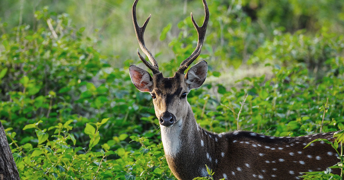 華佗五禽戯「鹿戯」套路名称