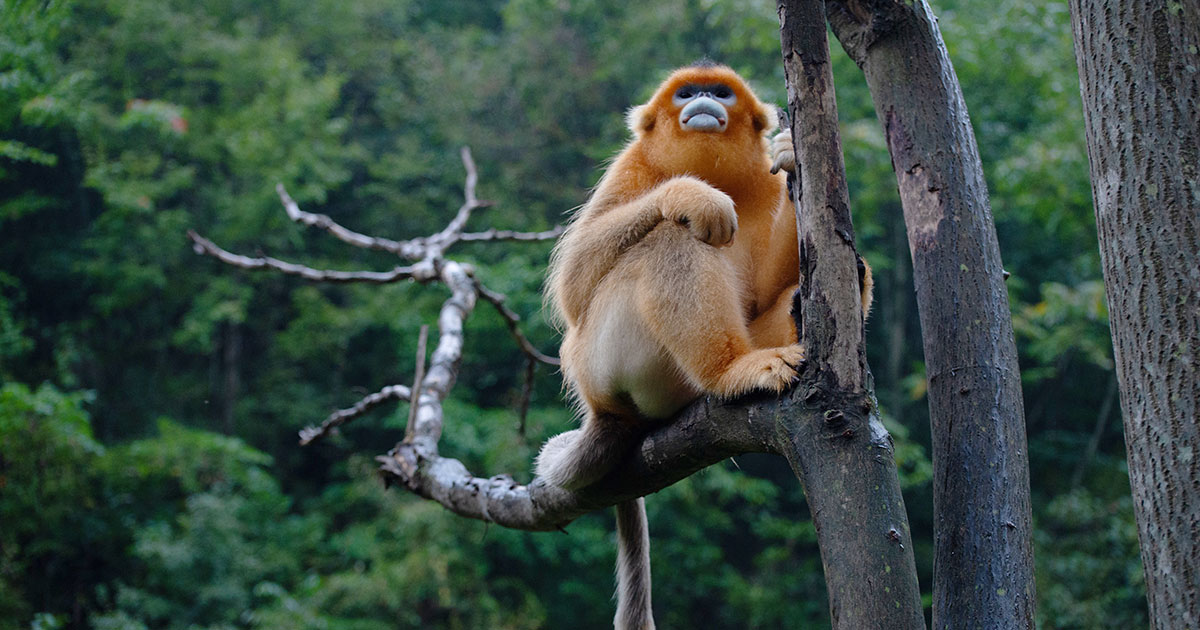 華佗五禽戯「猿戯」套路名称