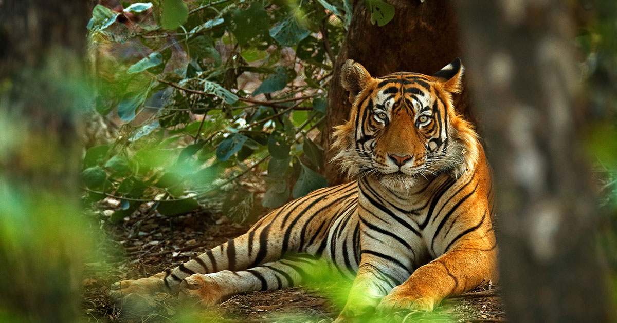 華佗五禽戯「虎戯」套路名称