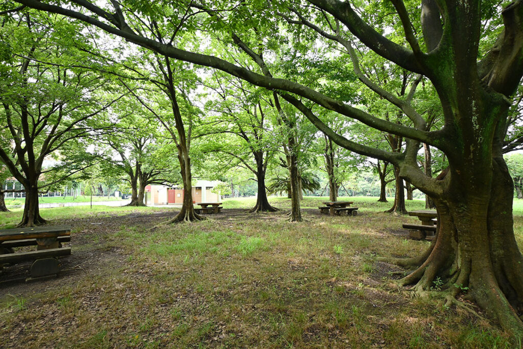 夢の島公園の木陰とベンチ