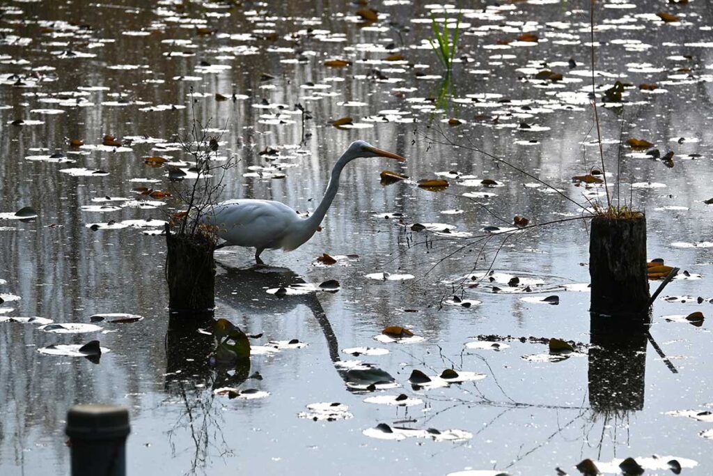 善福寺公園の下の池で狩りをするダイサギ