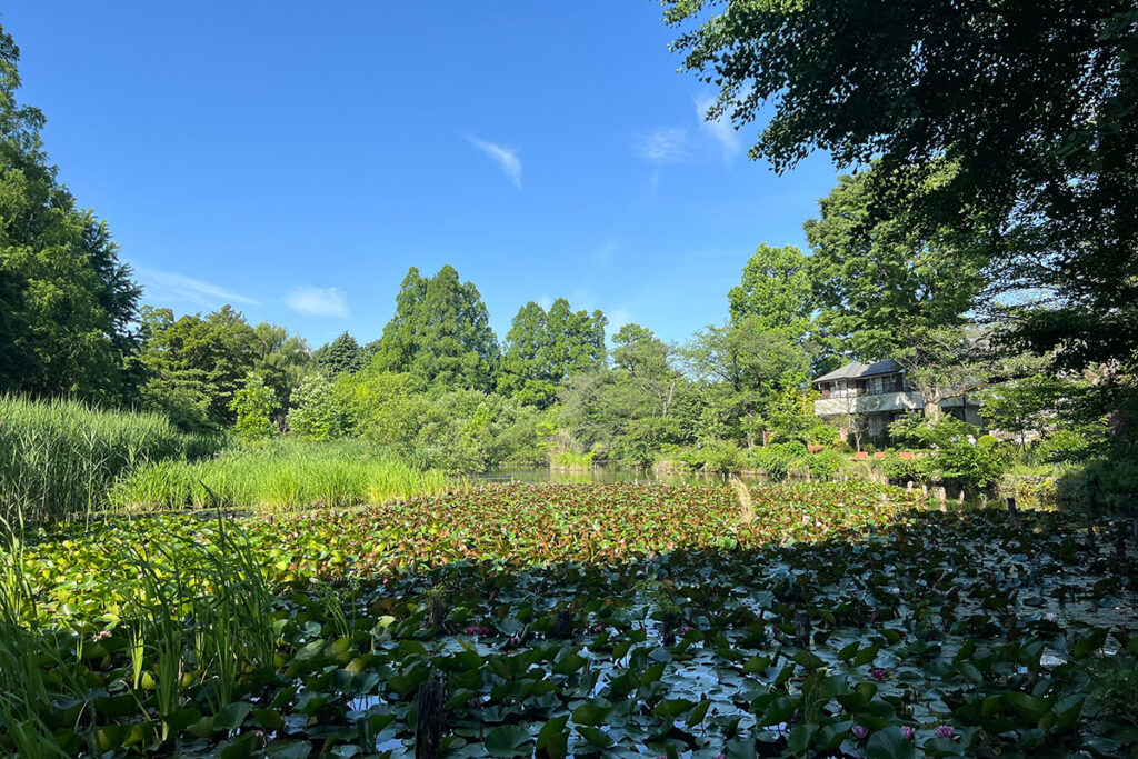 善福寺公園　下の池のスイレン