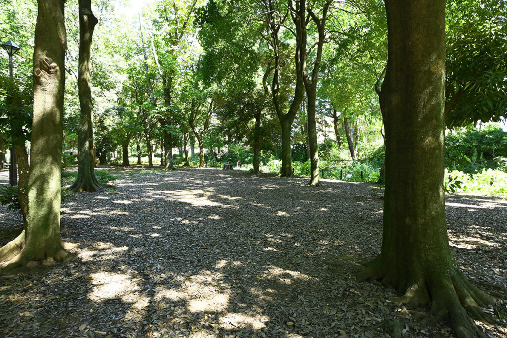 善福寺公園