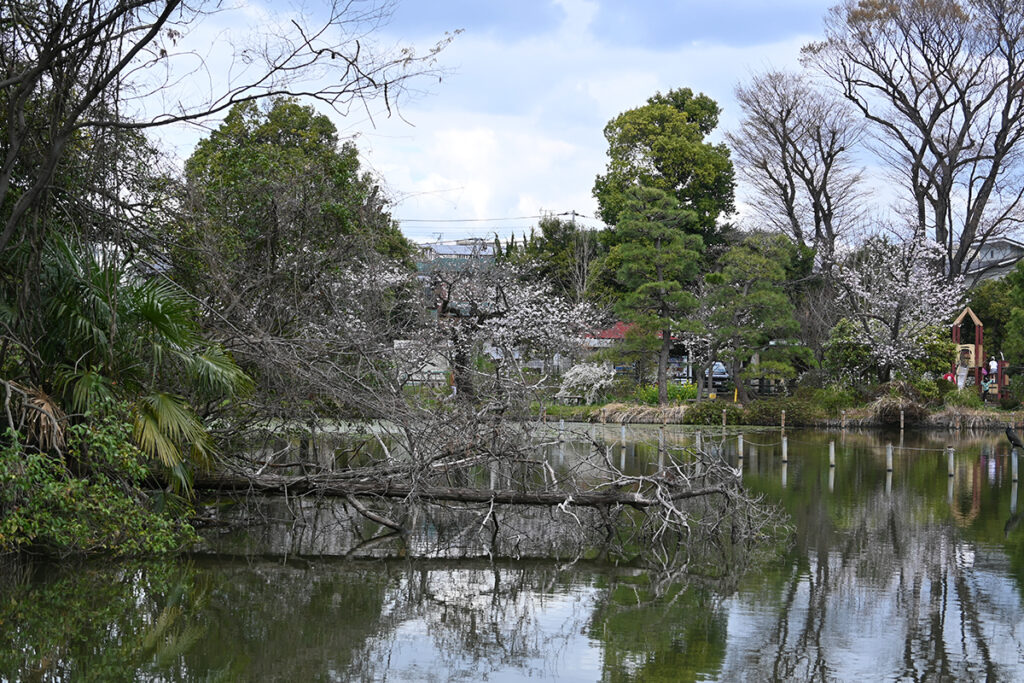 池に映る倒木も美しい