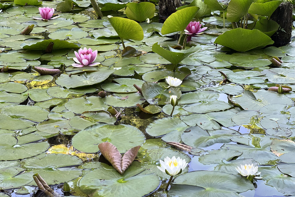 下の池のスイレン