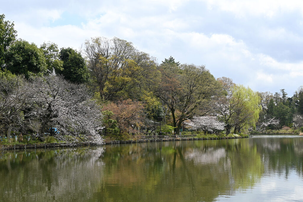早春の善福寺公園「上の池」