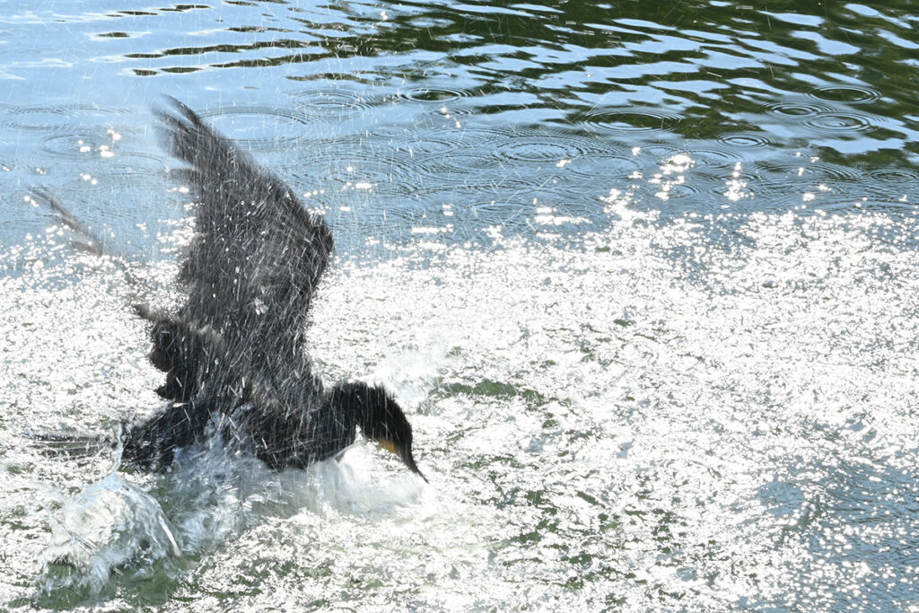 2024年10月 井の頭公園のカワウの水浴び