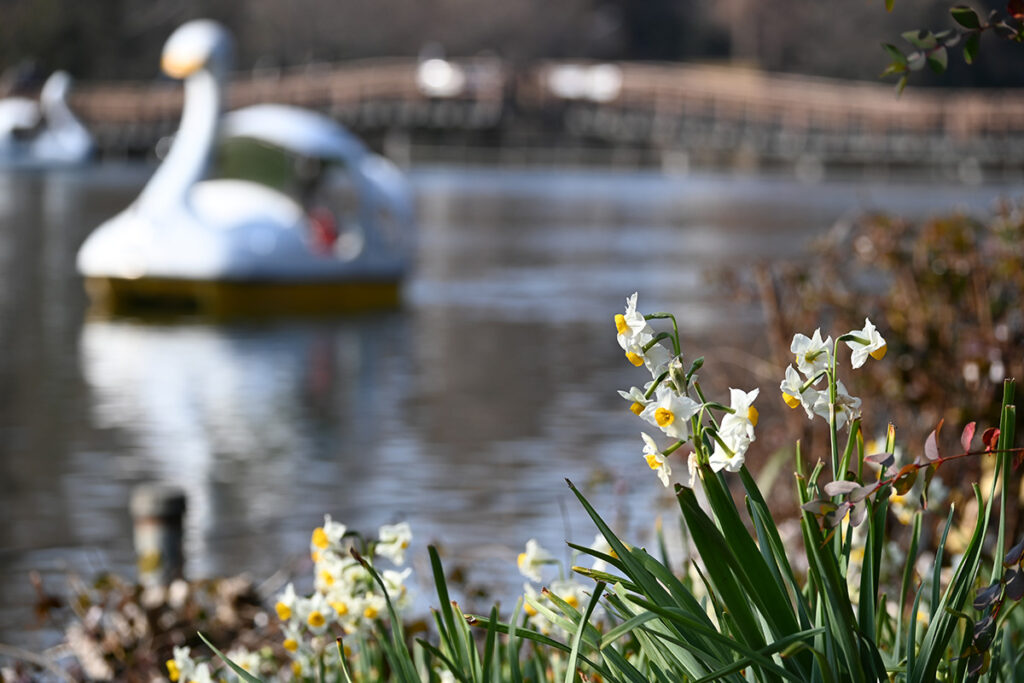 井の頭公園2025冬、スワンボート