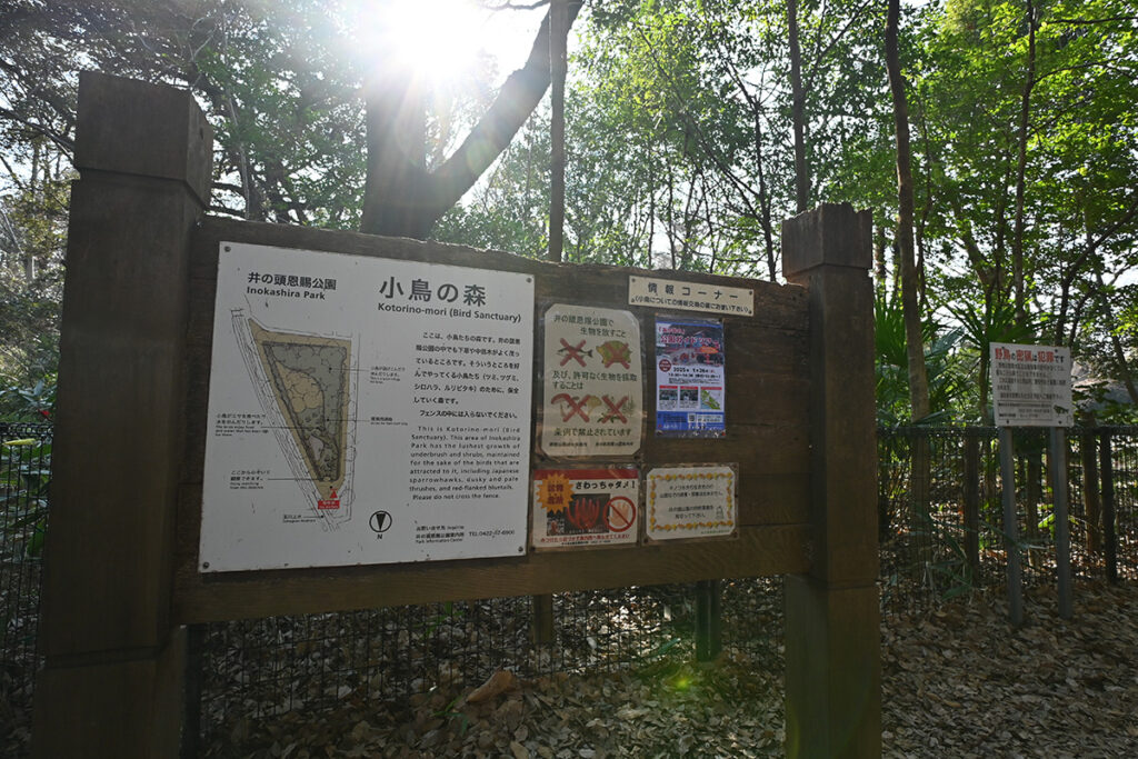 井の頭公園西園「小鳥の森」