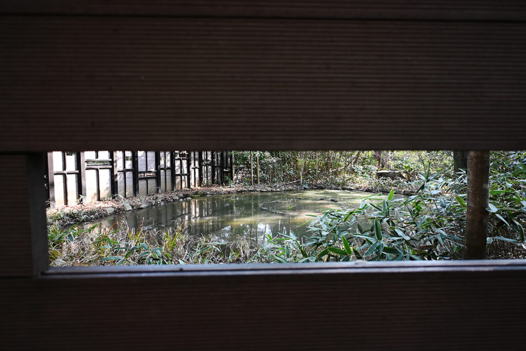 井の頭公園西園「小鳥の森」野鳥観察