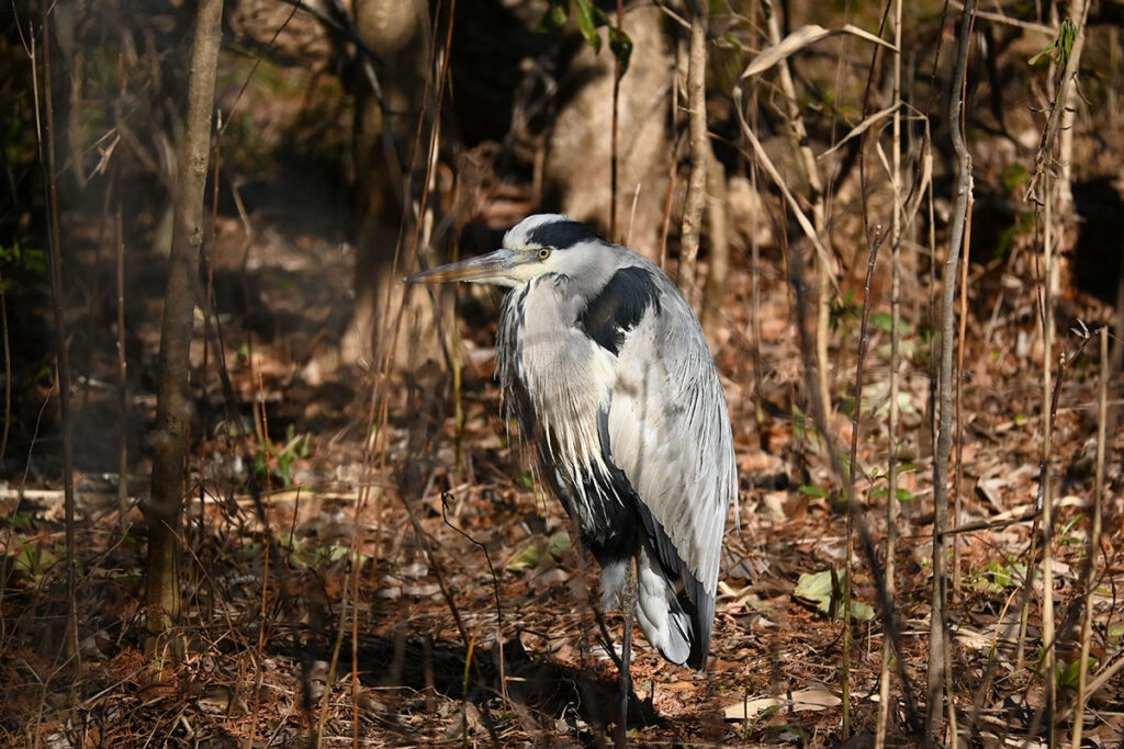 井の頭公園のゴイサギ